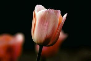 tulipe, fleur, plante image photo