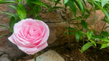 roses roses dans le jardin photo