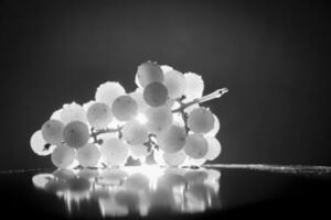 une bouquet de grain de raisin lumières isolé de derrière formant une silhouette, volumétrique vignoble. noir et blanc photo concept