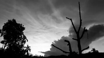 beauté de le paysage vu montagnes, bétel paume vu mort gros arbre avec noir et blanc ciel. ancien la nature soir charmant dans le campagne. photo