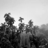 brumeux paysage monte de bétel des arbres, un vue vers le haut gris ciel, avec la nature noir et blanc Contexte concept. photo