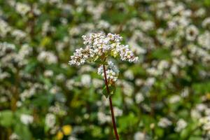 champ de blanc sarrasin fleurs photo