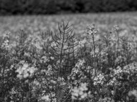 heure d'été en westphalie photo