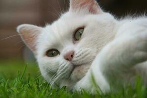 mignonne persan chat est posant dans une Accueil jardin à luton ville de Angleterre Royaume-Uni photo