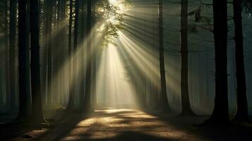 lumière du soleil filtration par le des arbres dans une forêt. silhouette concept photo
