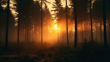brumeux été Matin Soleil en hausse dans une forêt. silhouette concept photo