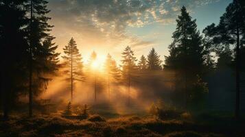 brumeux été Matin Soleil en hausse dans une forêt. silhouette concept photo