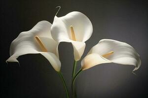 plante décoration lis beauté printemps mariage calla flore fleur blanc fleur la nature photo