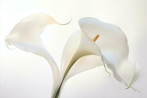 calla lis mariage fleur botanique beauté la nature plante blanc flore fleur photo