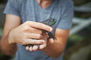 une homme en portant une petit grenouille dans le sien mains photo