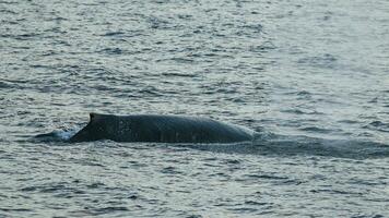 à bosse baleine plongée, mégaptère novaeangliae,antrtica. photo