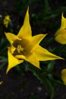 2023 04 09 parc sigurta tulipa Sylvestris 3 photo