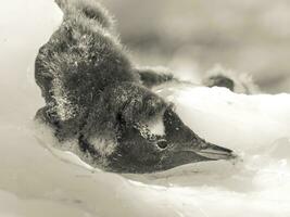 gentoo manchot dans Neko port, péninsule Antarctique. photo