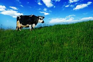 une vache permanent sur une herbeux colline photo