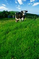 une vache permanent sur une herbeux colline photo