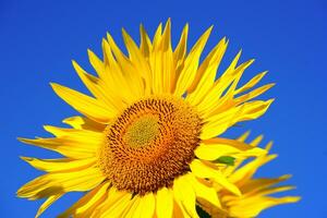 tournesol, fleurir, Floraison image photo