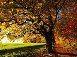 l'automne, feuilles, des arbres image photo
