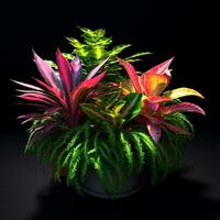 brillant Couleur ornemental les plantes dans le pot photo