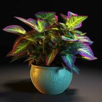 brillant Couleur ornemental les plantes dans le pot photo