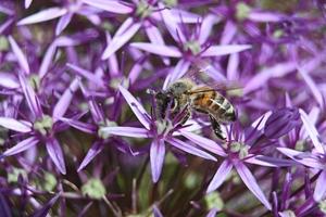 l'abeille recueille le miel photo