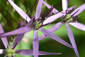 fleur d'ail ornementale gros plan photo