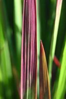 herbe rouge de près photo