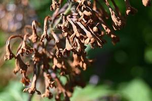 été, fleurs de buisson de syringa fanées photo