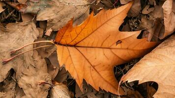l'automne feuille chute révélateur complexe feuille veine photo
