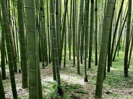 bambou forêt. Naturel Contexte avec vert bambou. Naturel forêt de bambou dans Kyoto. bambou forêt Contexte. haute qualité photo