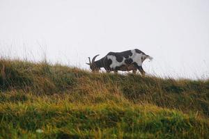 portrait de chèvre dans le pré photo