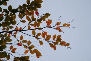 feuilles d'arbres rouges et vertes en automne photo