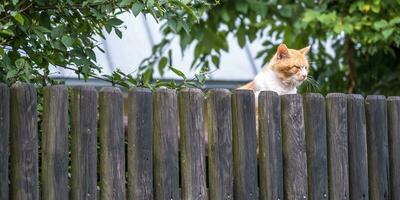 énorme rouge chat sur vieux en bois clôture regards mécontent photo