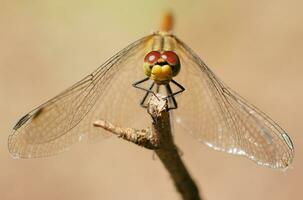 libellule sur une branche dans fermer sur une beige lisse Contexte photo