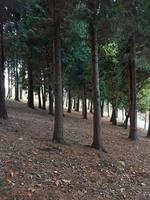 arbres dans la forêt dans la nature en automne photo