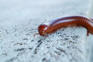 une rouge mille-pattes cette est en marchant le long de le ciment sol photo