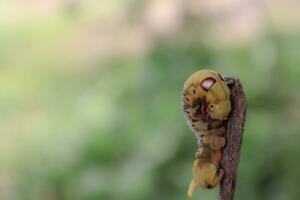 chenille sur une branche dans le jardin, fermer de photo