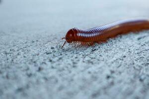 une rouge mille-pattes cette est en marchant le long de le ciment sol photo