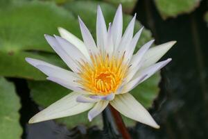 lotus fleurs épanouissement dans le étang, fermer de photo