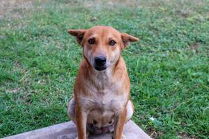 thaïlandais chien asseoir sur le herbe et Regardez à le caméra. photo