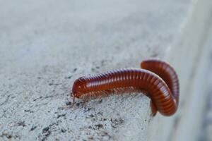 une rouge mille-pattes cette est en marchant le long de le ciment sol photo