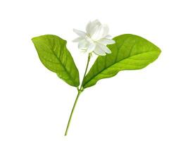 Célibataire blanc fleur de grandiose Duc de toscane arabe blanc jasmin Jasminum sambac arôme flore isolé blanc Contexte coupé avec coupure chemin photo