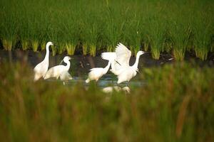 magnifique aigrettes sont en jouant dans le riz des champs photo