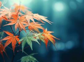 Japonais érable avec rouge feuilles photo