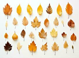 collection de feuilles d'automne photo