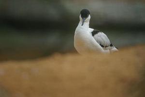 Avocette pie sur le sable photo