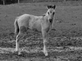 chevaux sauvages en westphalie photo