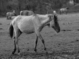 sauvage les chevaux et poulains photo