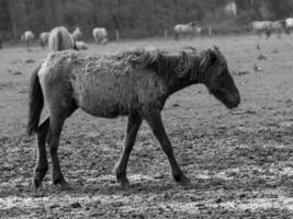 sauvage les chevaux et poulains photo