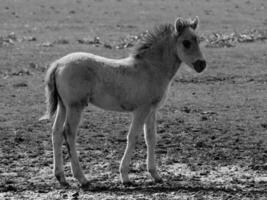 sauvage les chevaux et poulains photo