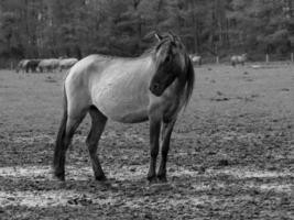 sauvage les chevaux et poulains photo